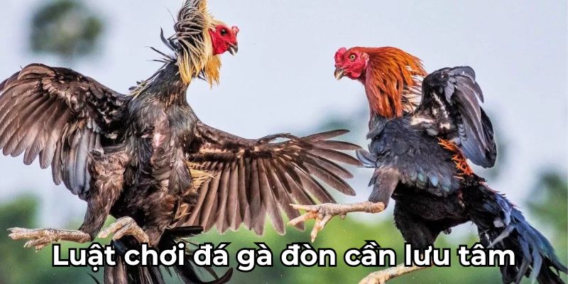 Luật chơi đá gà đòn chi tiết, dễ hiểu